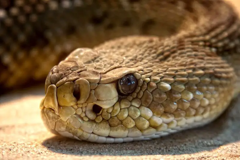 Animales Peligrosos en California: 9 Animales Más Mortíferos Animales Peligrosos en California: 9 Animales Más Mortíferos