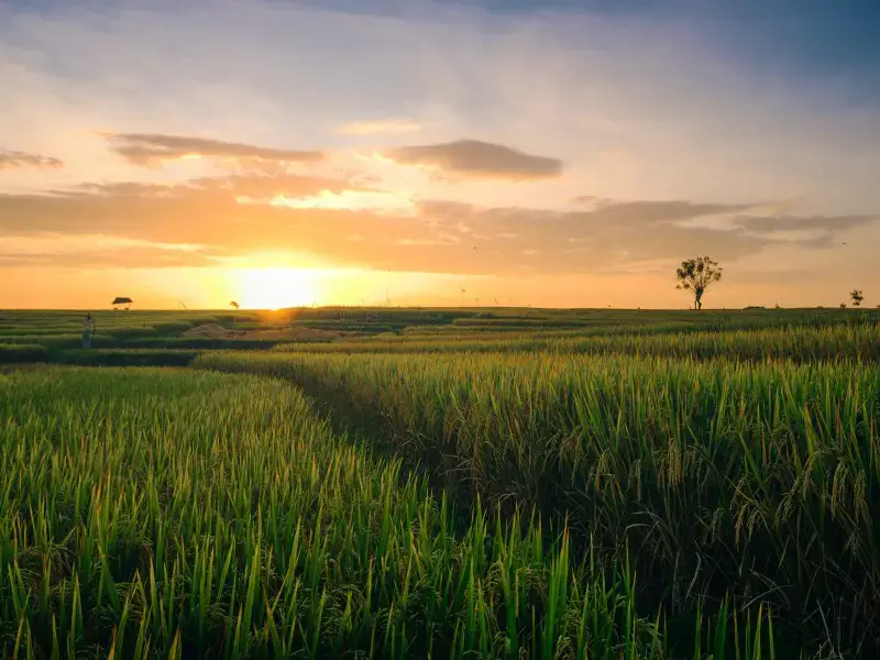 Los 7 mejores lugares en Canggu para ver una increíble puesta de sol