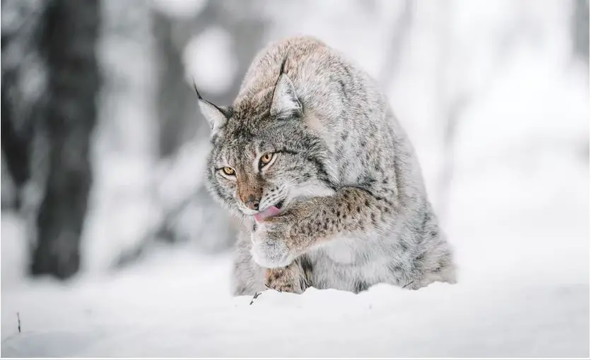 ¿Cuáles son los animales peligrosos en Alaska?