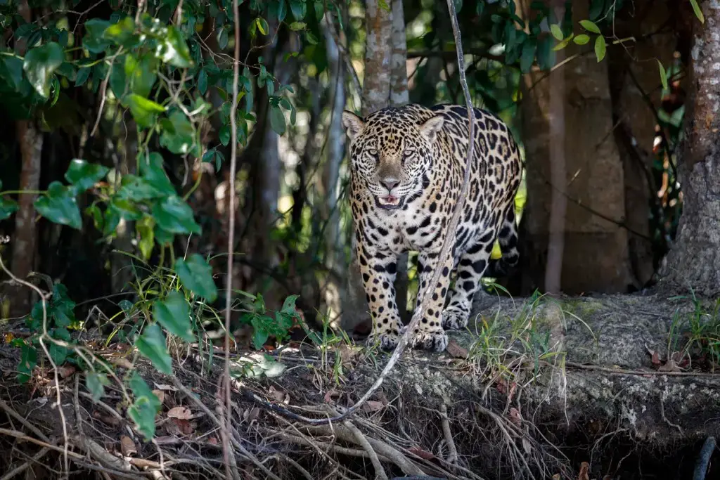 ¡Los asombrosos animales de Playa del Carmen y dónde encontrarlos!
