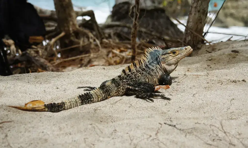 ¡Los asombrosos animales de Playa del Carmen y dónde encontrarlos! ¡Los asombrosos animales de Playa del Carmen y dónde encontrarlos!