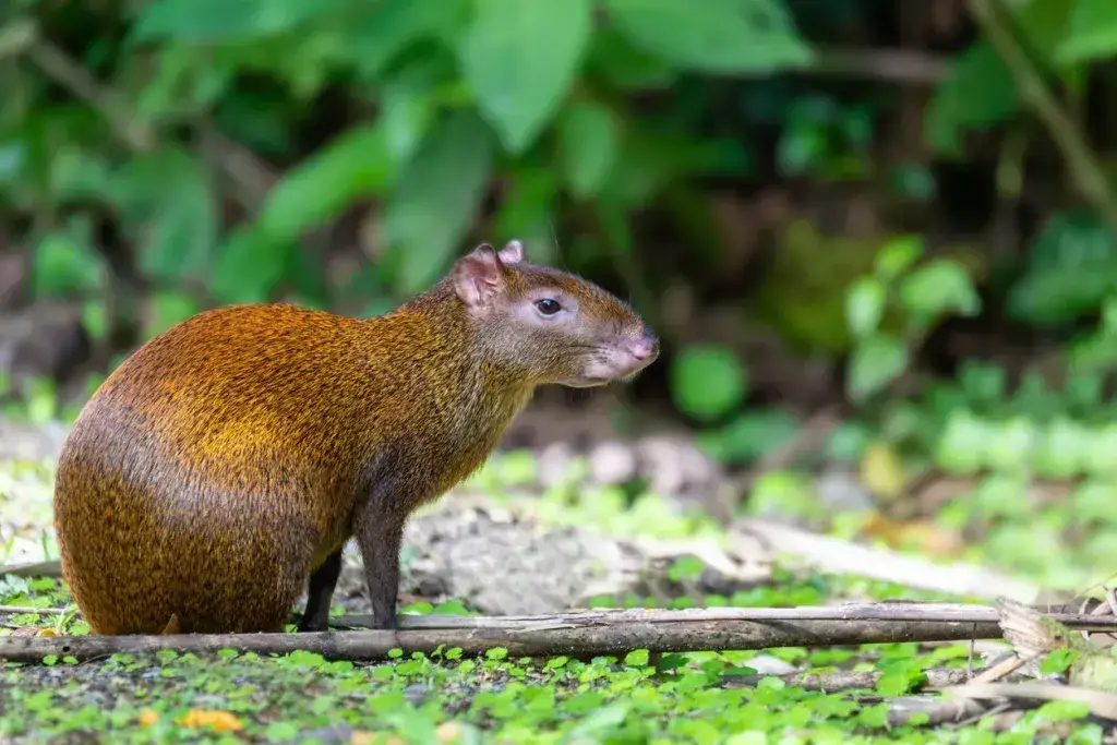 ¡Animales comunes, raros y peligrosos de Tulum y dónde encontrarlos! ¡Animales comunes, raros y peligrosos de Tulum y dónde encontrarlos!