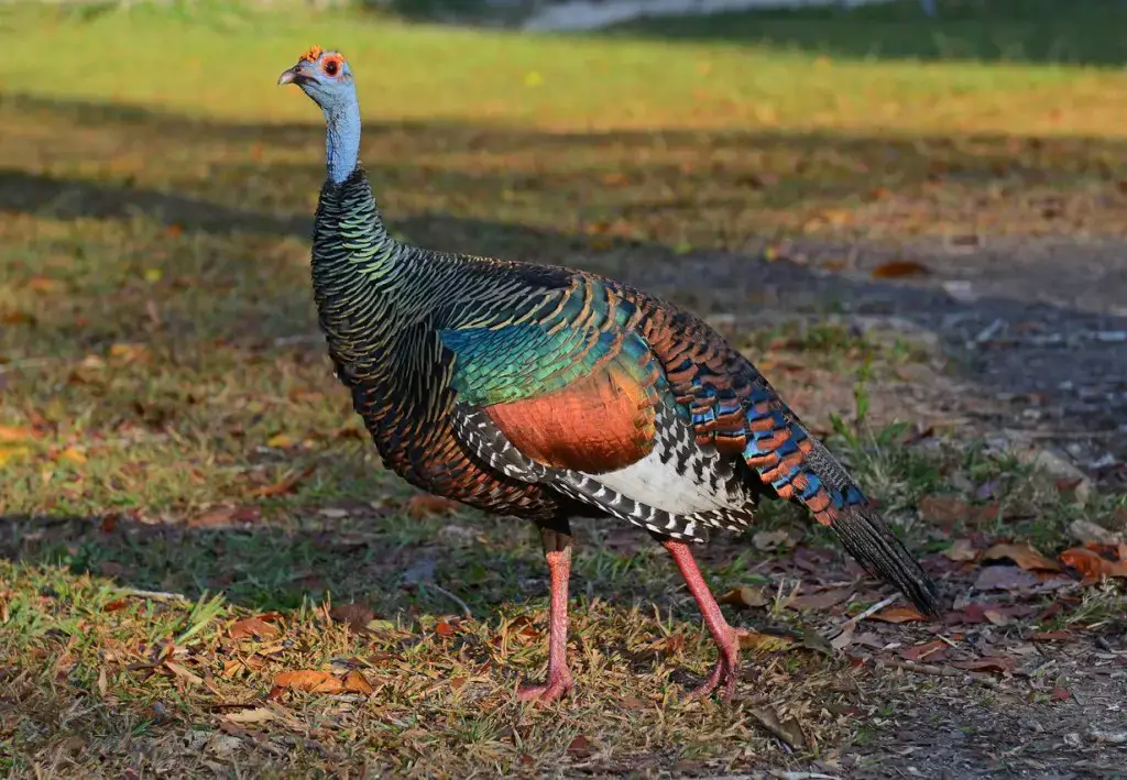 ¡Los asombrosos animales de Playa del Carmen y dónde encontrarlos! ¡Los asombrosos animales de Playa del Carmen y dónde encontrarlos!