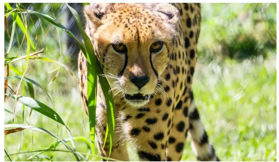¿Cuáles son los animales peligrosos en Florida?