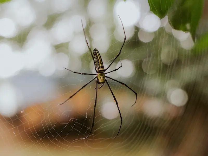 7 especies raras e invisibles de arañas en las Maldivas