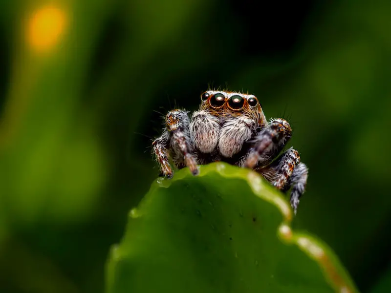 7 especies raras e invisibles de arañas en las Maldivas
