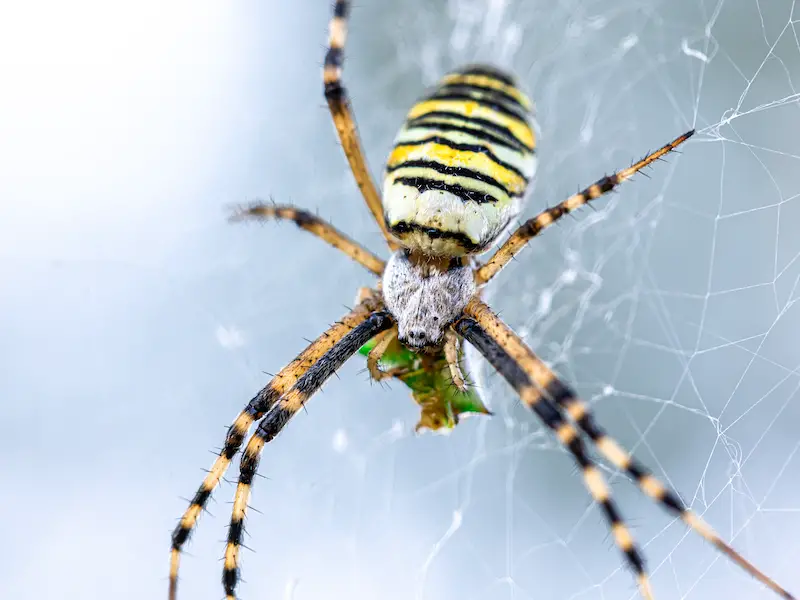 7 especies raras e invisibles de arañas en las Maldivas