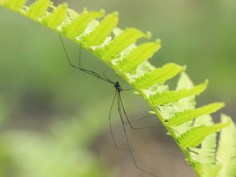 7 especies raras e invisibles de arañas en las Maldivas