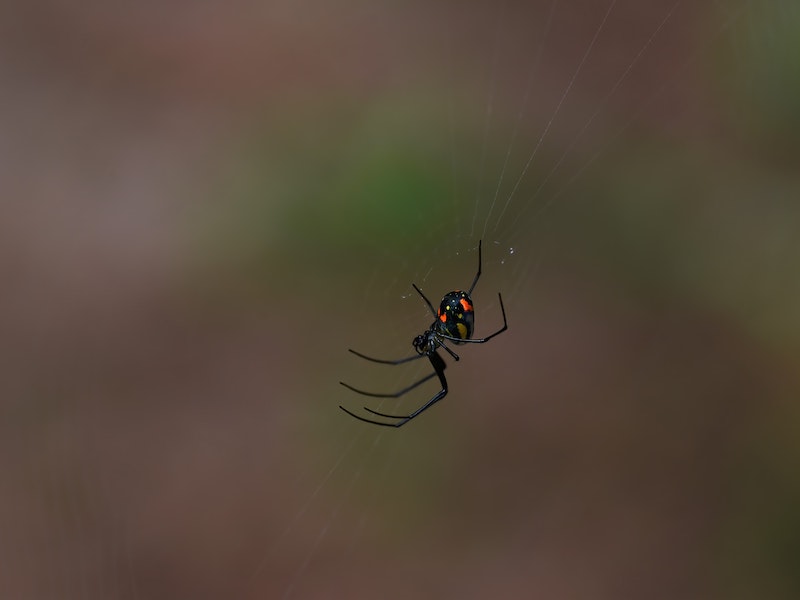7 especies raras e invisibles de arañas en las Maldivas