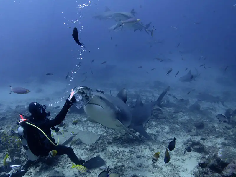 Los 7 tiburones más peligrosos del mundo: las especies más mortíferas