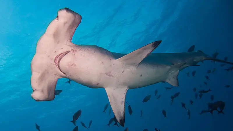 Los 7 tiburones más peligrosos del mundo: las especies más mortíferas