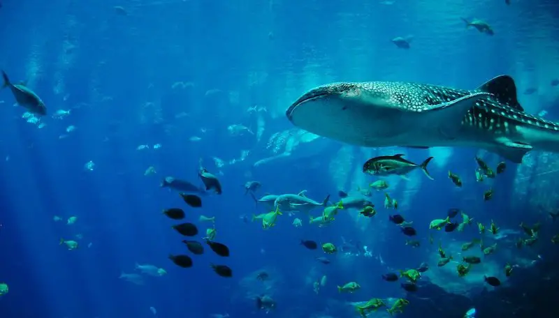 Los 7 tiburones más peligrosos del mundo: las especies más mortíferas