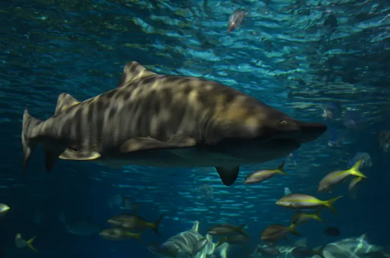 Los 7 tiburones más peligrosos del mundo: las especies más mortíferas