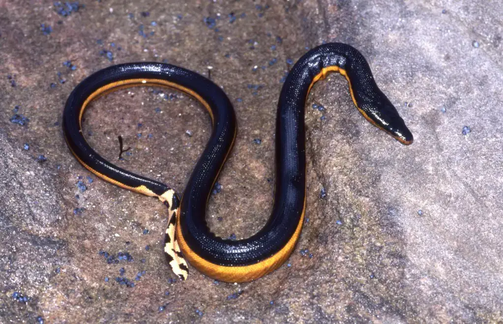 Encontrarás serpientes en Hawái, ¡pero no te preocupes!