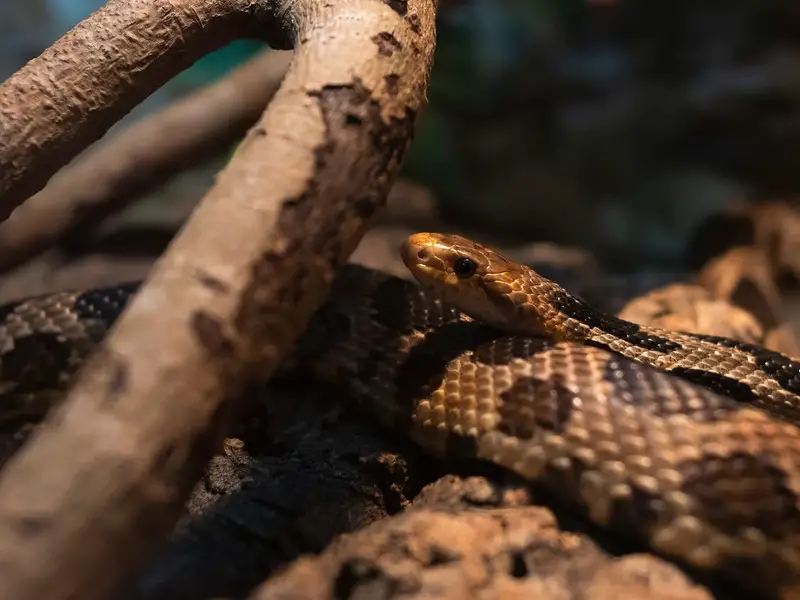 7 serpientes no venenosas y venenosas en Canadá para conocer