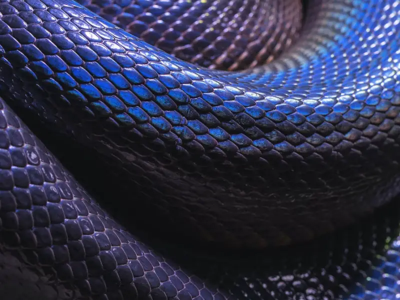 7 serpientes no venenosas y venenosas en Canadá para conocer