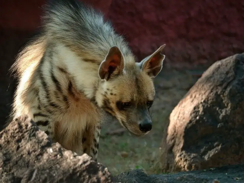 Los 9 Animales Más Mortíferos Y Peligrosos De Marruecos Los 9 Animales Más Mortíferos Y Peligrosos De Marruecos