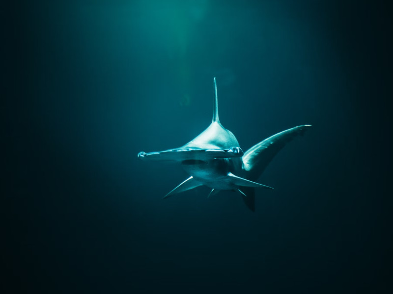 ¿Hay tiburones en Hawái? 9 especies comunes ¿Hay tiburones en Hawái? 9 especies comunes