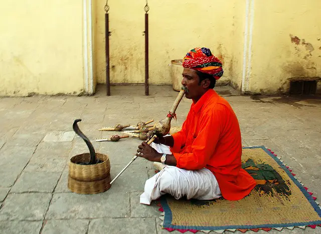 Las 7 serpientes más letales de la India: las malas y las venenosas