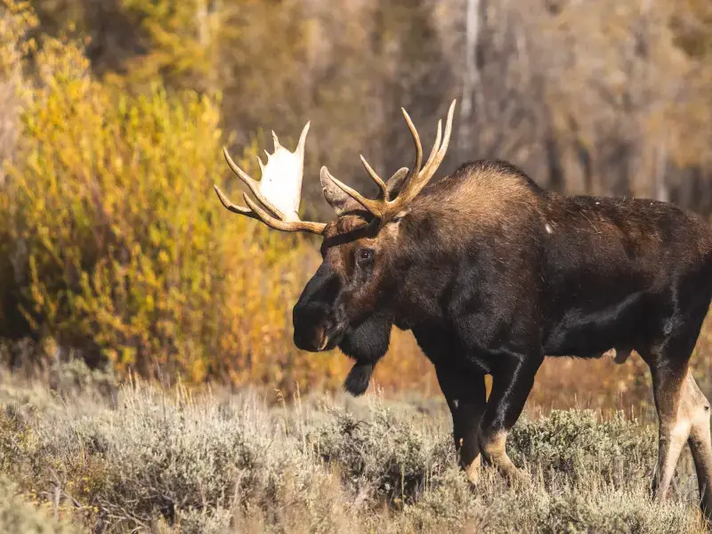 Los 7 animales más peligrosos de la República Checa que debes conocer Los 7 animales más peligrosos de la República Checa que debes conocer