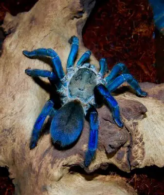 Arañas en Tailandia: 5 bichos más espeluznantes para evitar