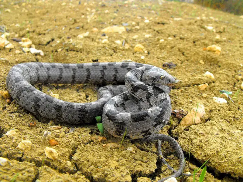 ¡Las 8 especies de serpientes a tener en cuenta!