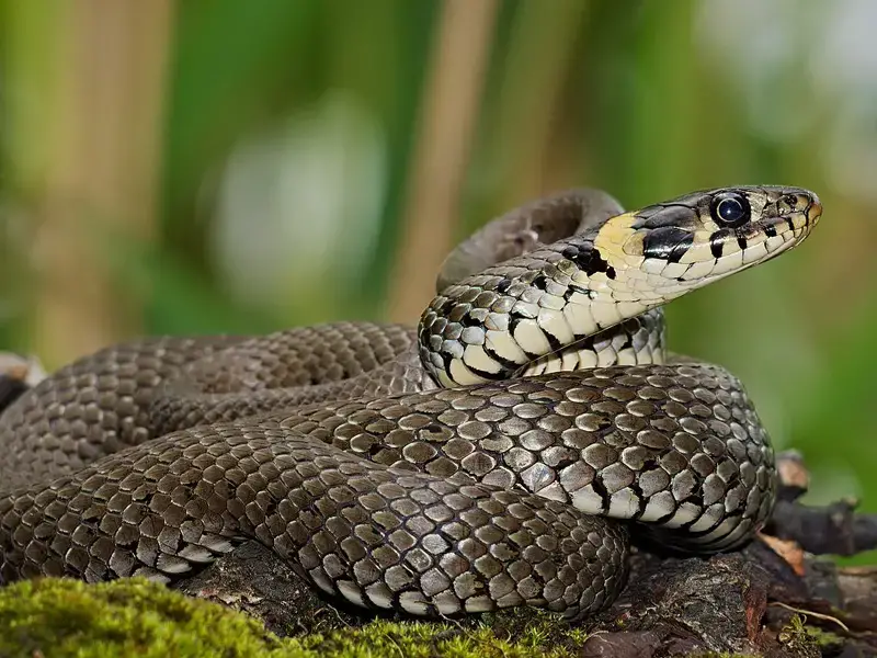 ¡Las 8 especies de serpientes a tener en cuenta!