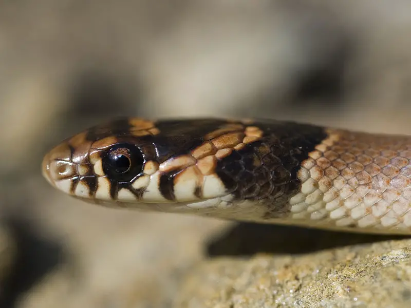 ¡Las 8 especies de serpientes a tener en cuenta!