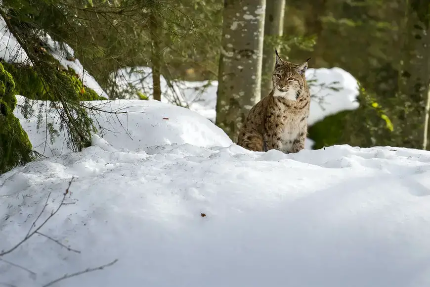 ¿Cuáles son los animales más peligrosos de Croacia?