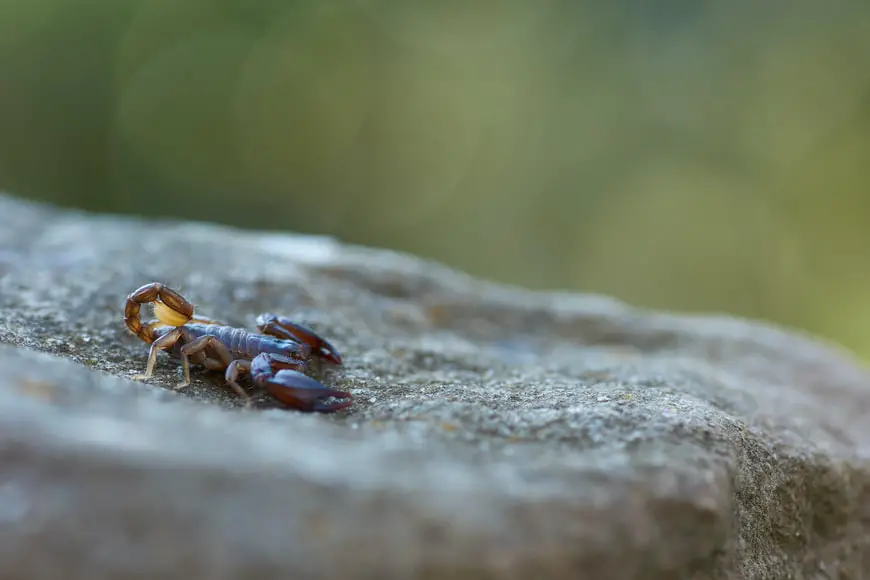¿Cuáles son los animales más peligrosos de Croacia?