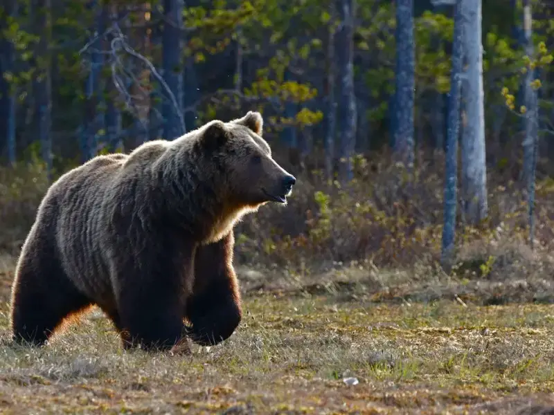 Los 5 animales más peligrosos de Rumania a tener en cuenta