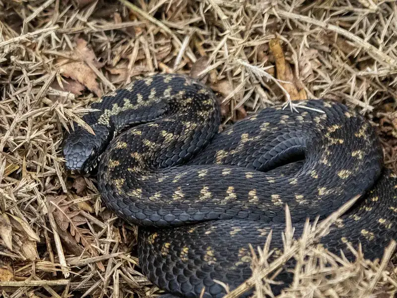 Los 5 animales más peligrosos de Rumania a tener en cuenta