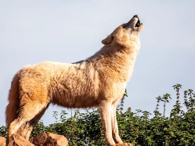 Los 5 animales más peligrosos de Rumania a tener en cuenta