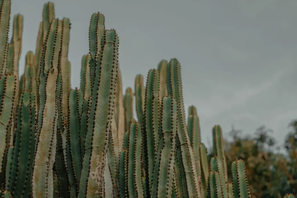 ¿Vale la pena visitar Oaxaca? 7 razones por las que deberías visitar
