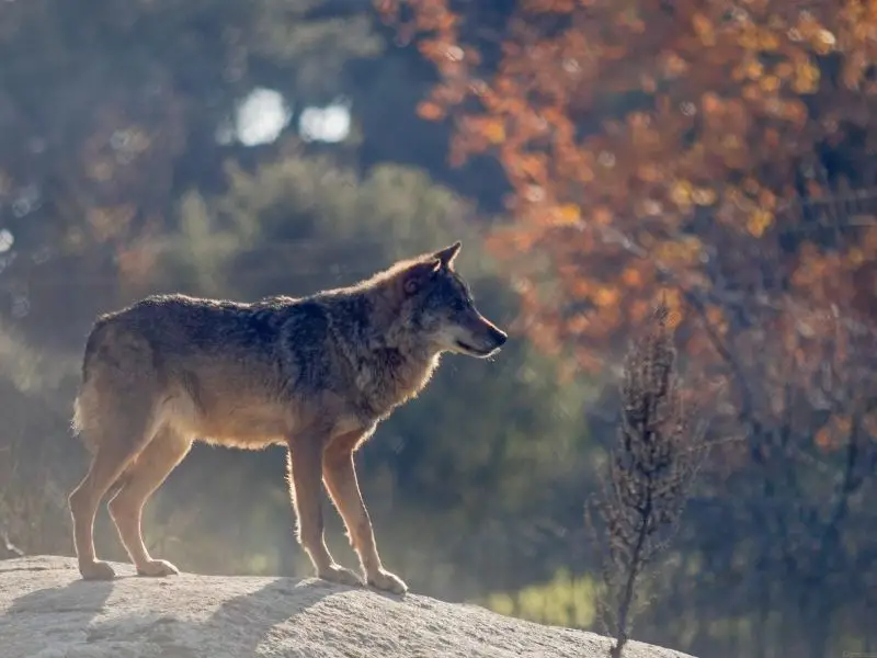 Los 9 animales más peligrosos de Portugal (fauna mortal)