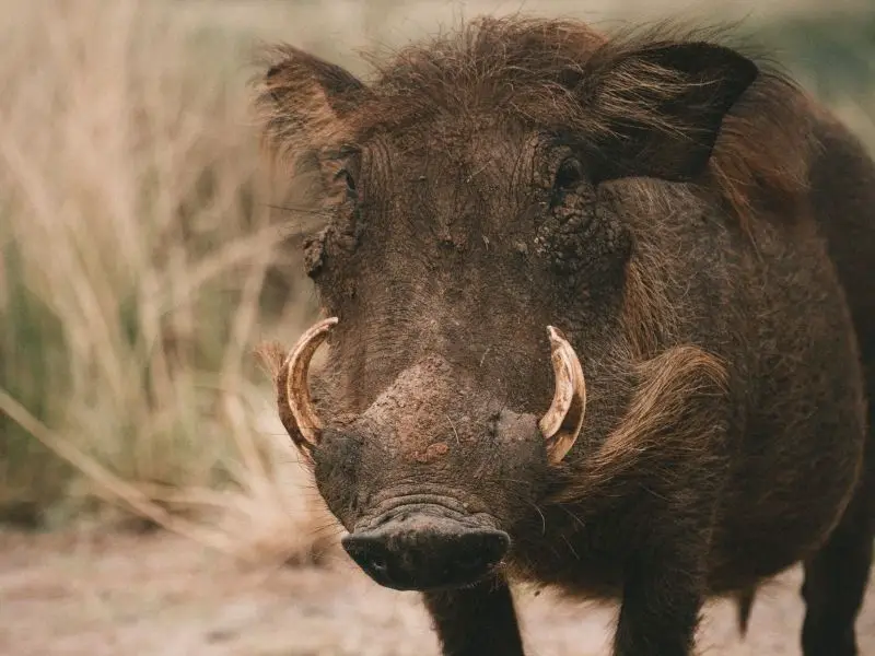 Los 9 animales más peligrosos de Portugal (fauna mortal)