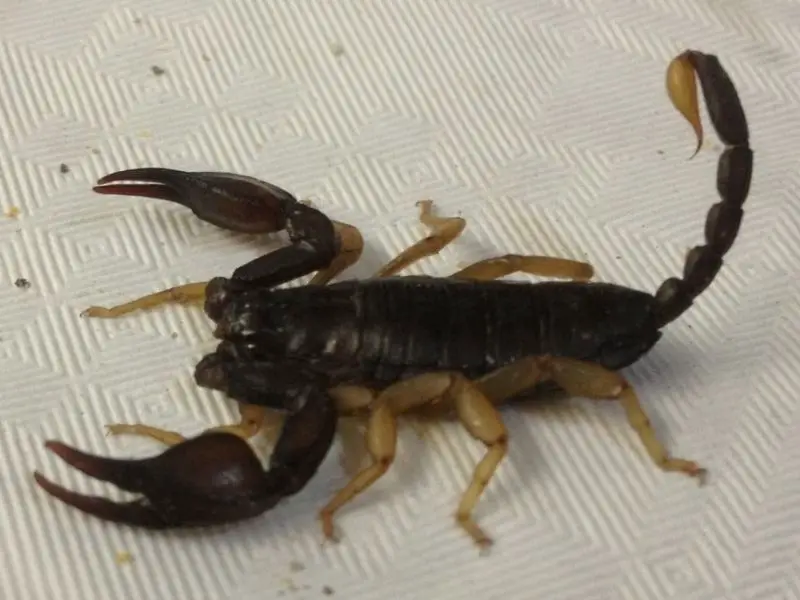 Los 9 animales más peligrosos de Portugal (fauna mortal)