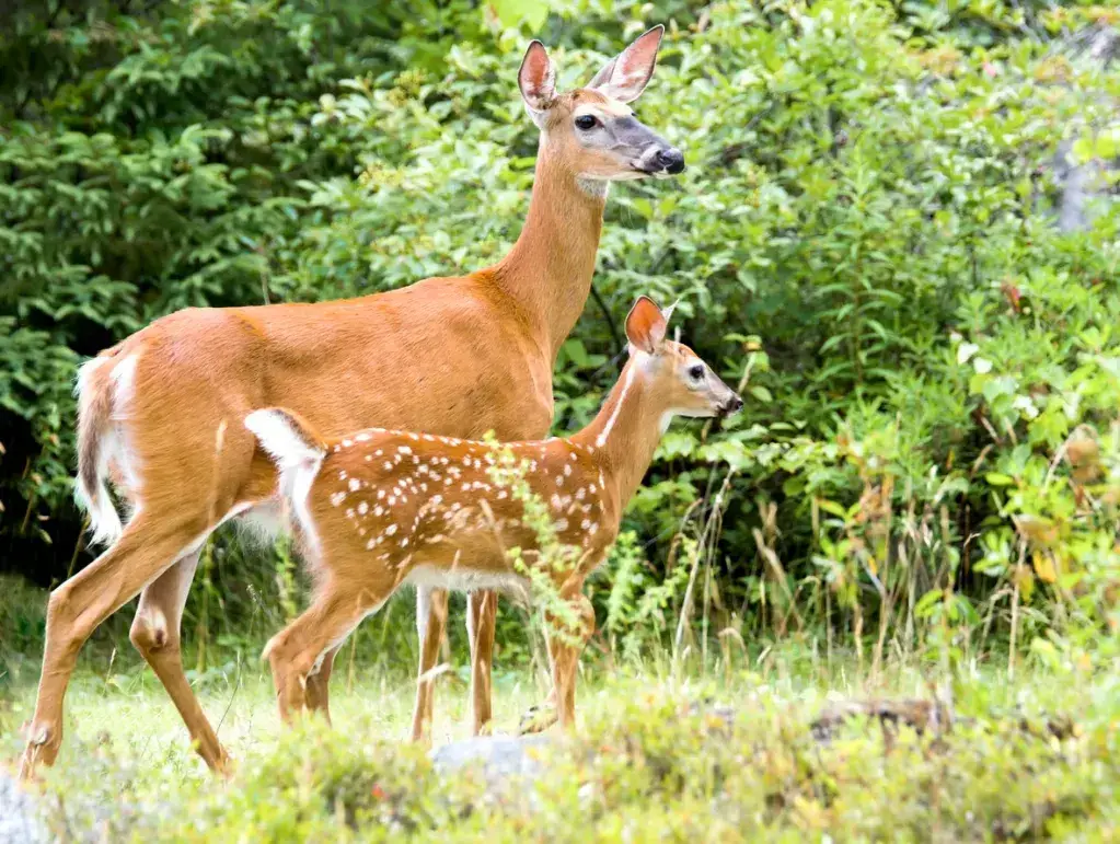 ¡Animales comunes, raros y peligrosos en Curazao y dónde encontrarlos! ¡Animales comunes, raros y peligrosos en Curazao y dónde encontrarlos!