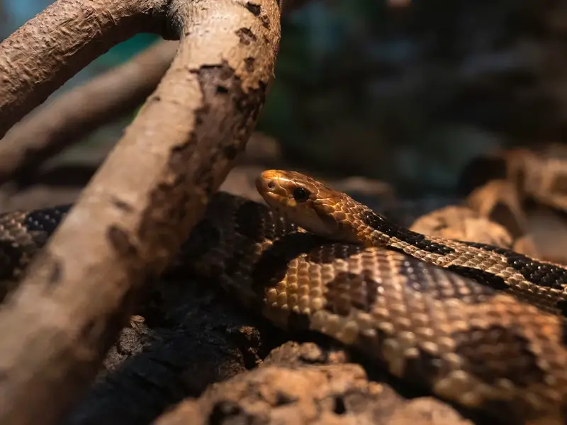 5 serpientes venenosas y no venenosas intrigantes en Ohio