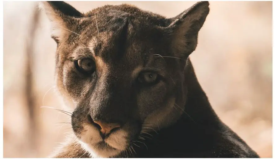 Animales peligrosos en Utah: mire a su alrededor y explore