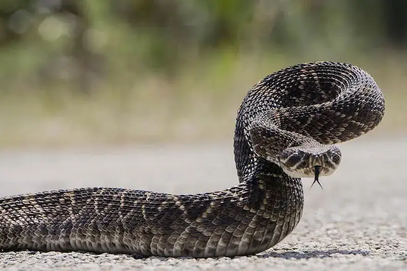 Los 9 animales más peligrosos de Oklahoma Los 9 animales más peligrosos de Oklahoma