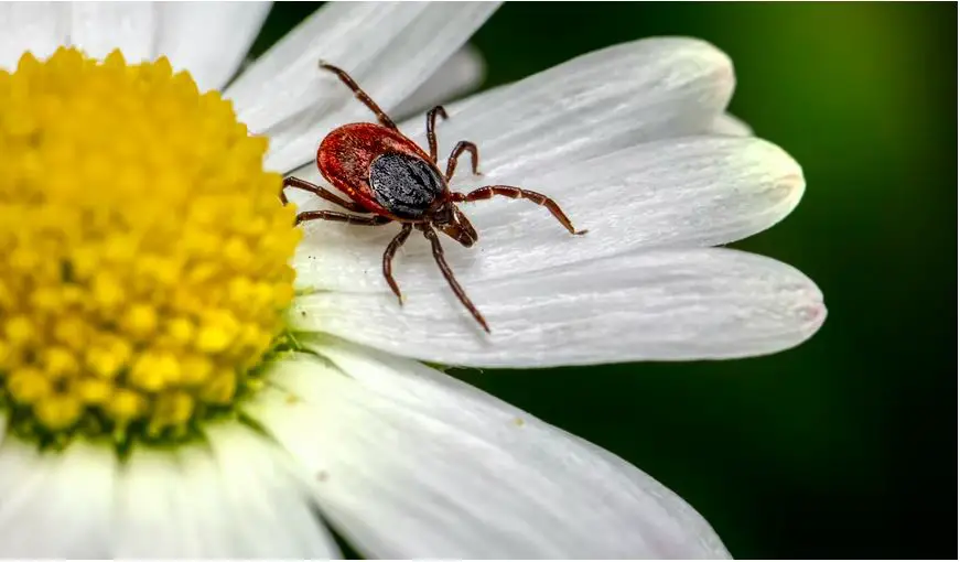 Animales peligrosos en el Reino Unido