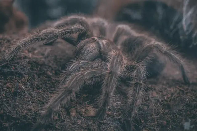 Animales Peligrosos en Colombia: 7 Criaturas Más Mortíferas
