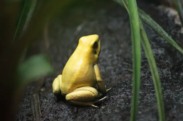 Animales Peligrosos en Colombia: 7 Criaturas Más Mortíferas