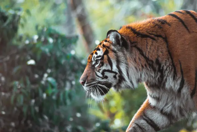 Animales Peligrosos en Colombia: 7 Criaturas Más Mortíferas