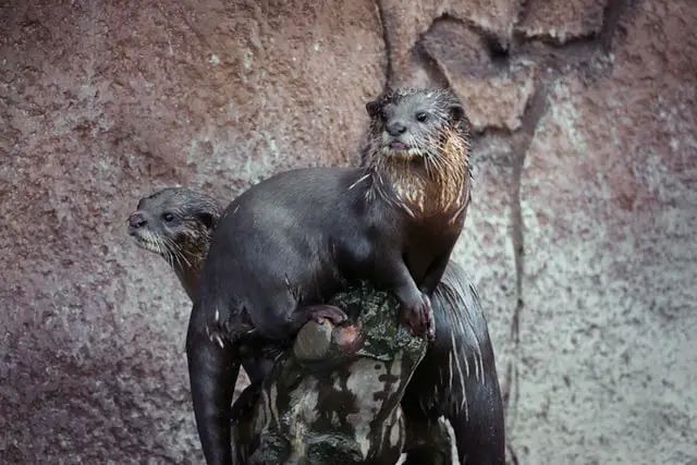 Animales Peligrosos en Colombia: 7 Criaturas Más Mortíferas