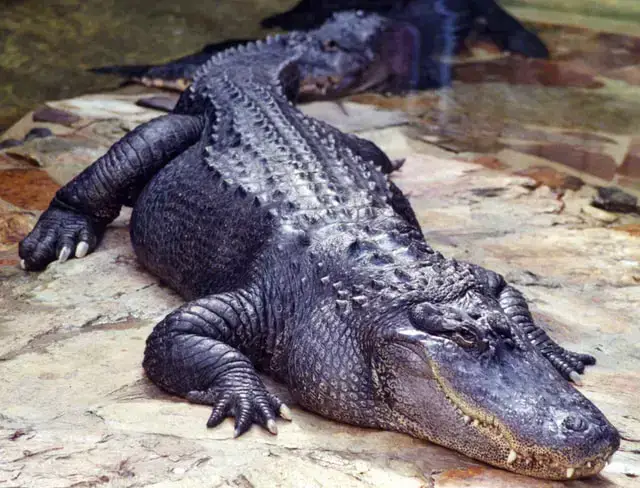 Animales Peligrosos en Colombia: 7 Criaturas Más Mortíferas