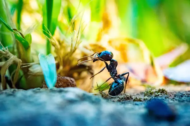 Animales Peligrosos en Colombia: 7 Criaturas Más Mortíferas
