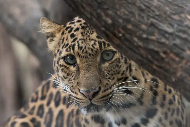 Animales Peligrosos en Colombia: 7 Criaturas Más Mortíferas