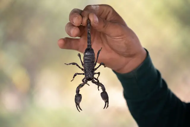 Animales Peligrosos en Colombia: 7 Criaturas Más Mortíferas